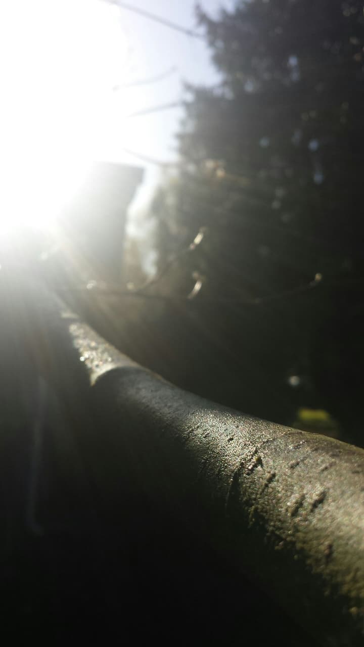 Tree Branch