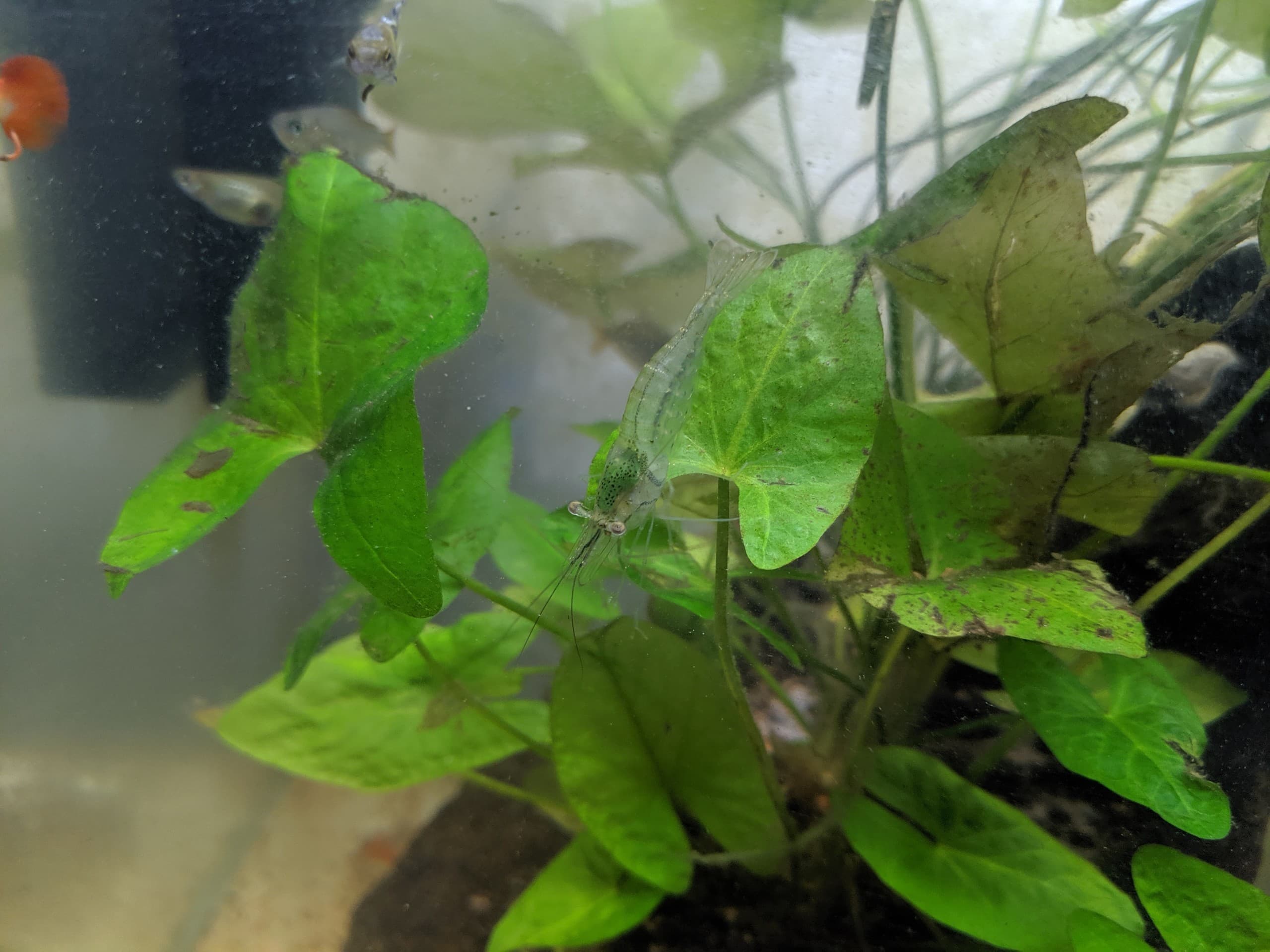 Prawn