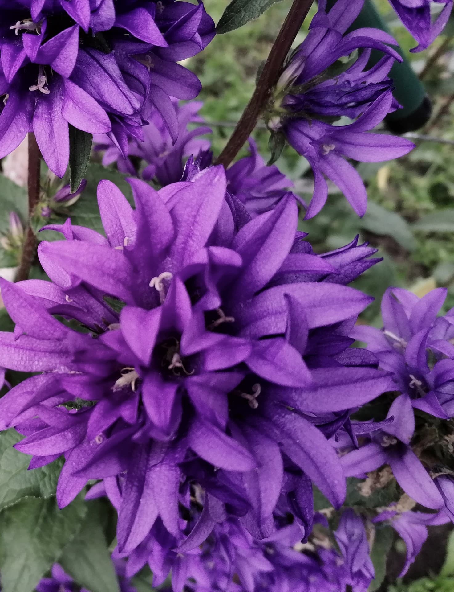 purple flower