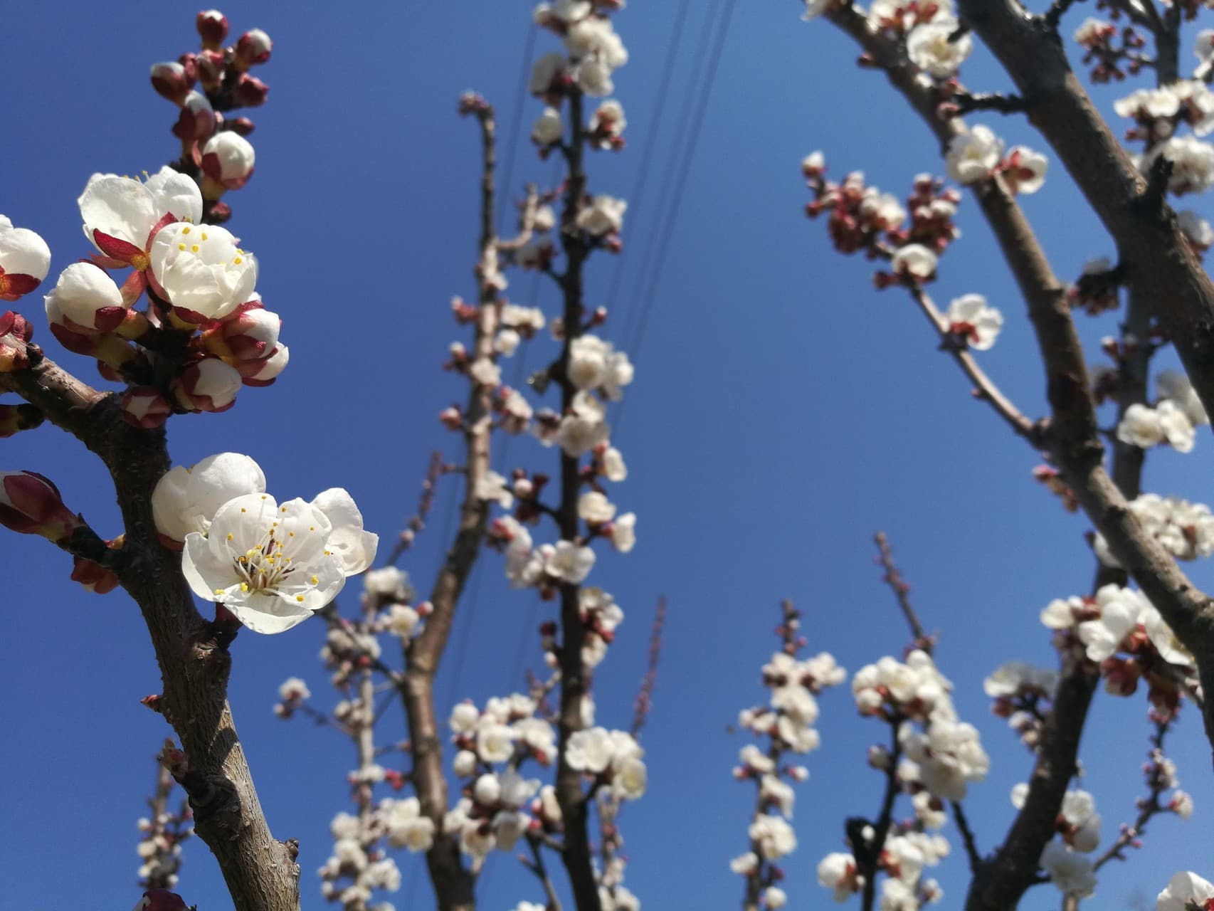 spring