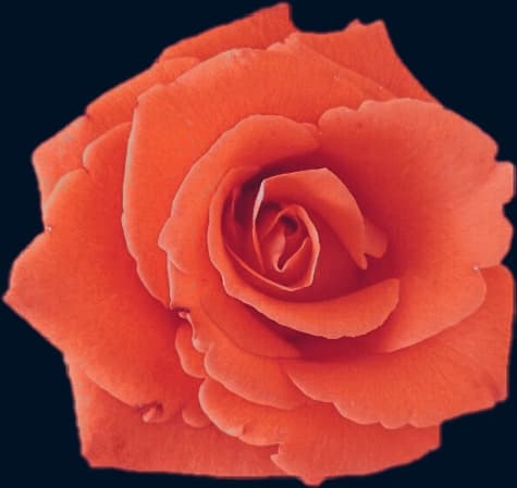 rose