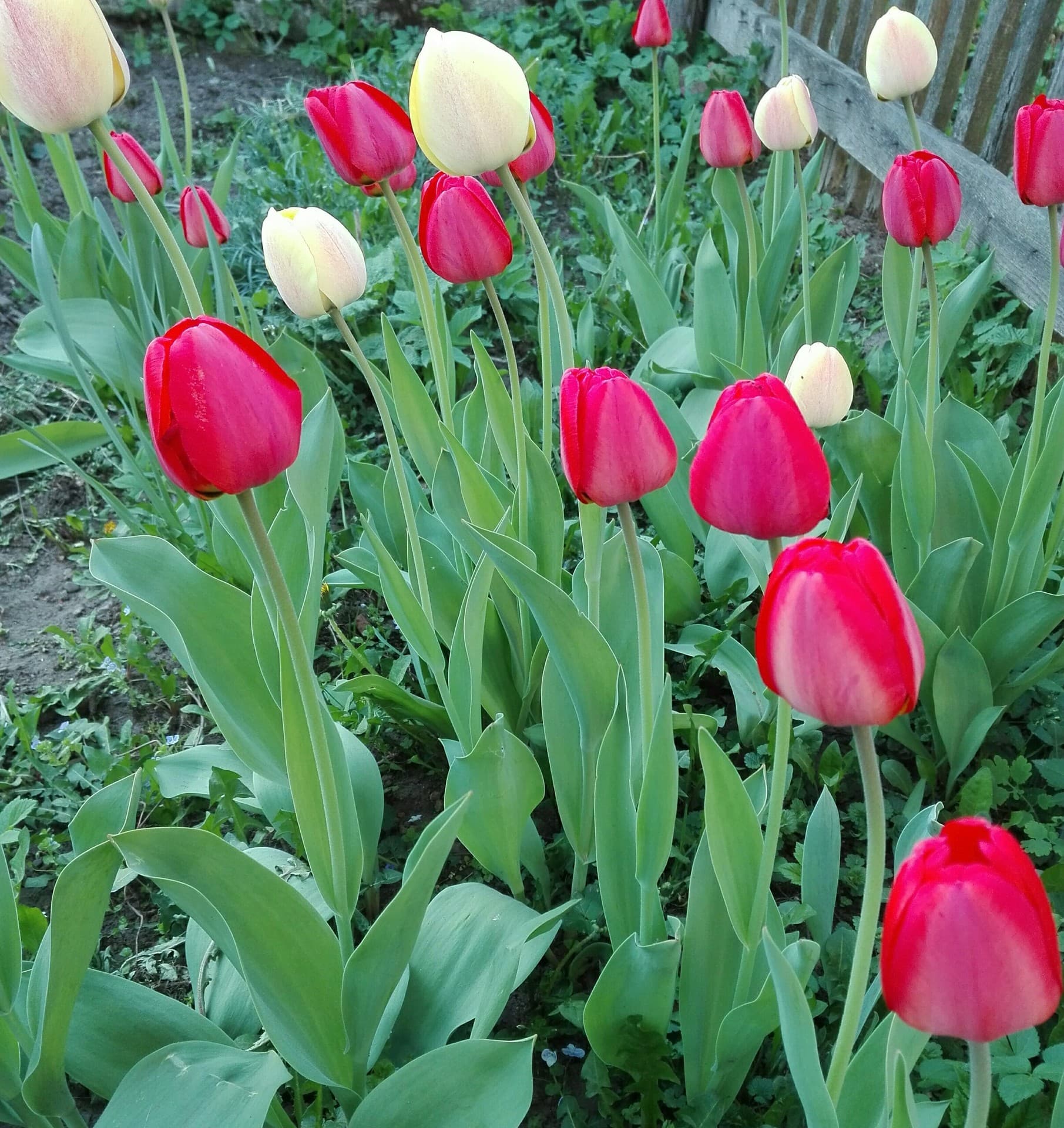 tulips