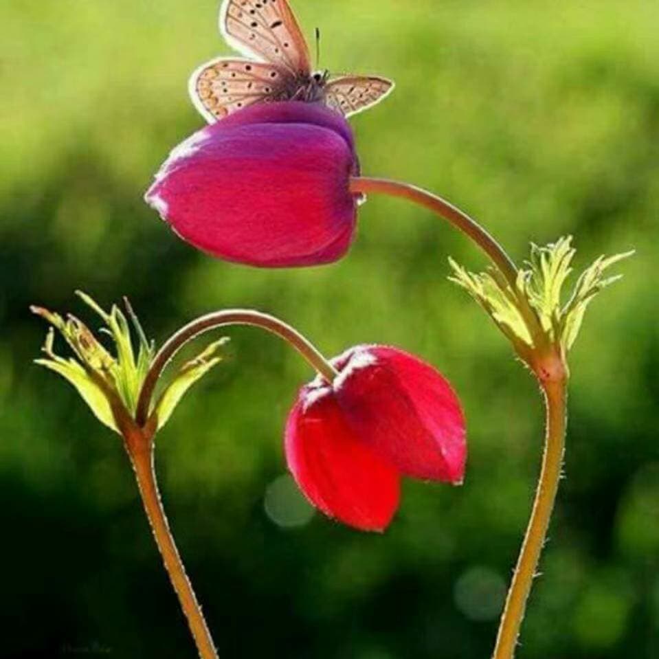 Poppy