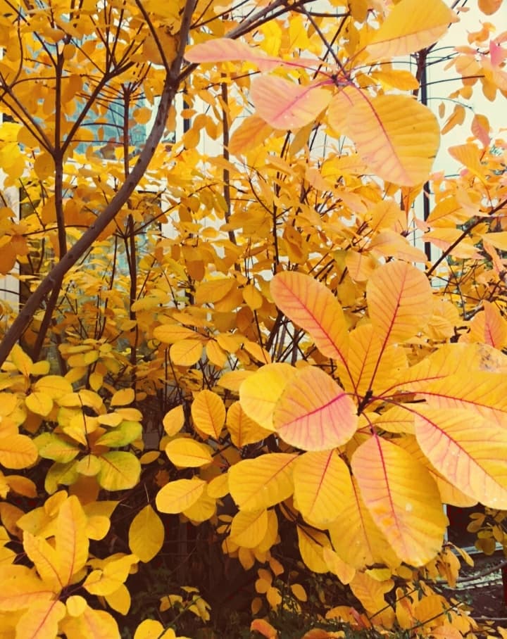 yellowleaves