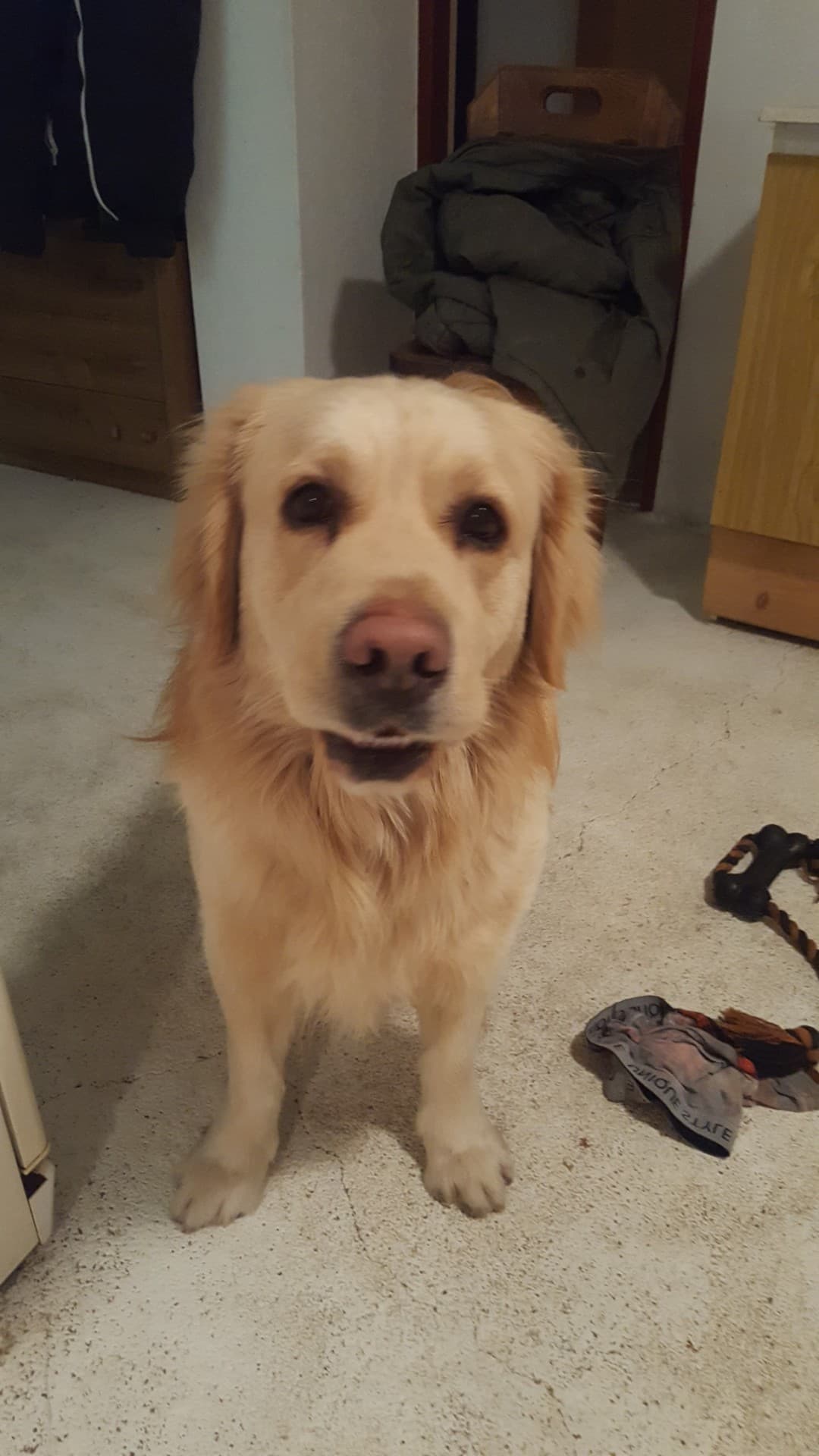 Dog