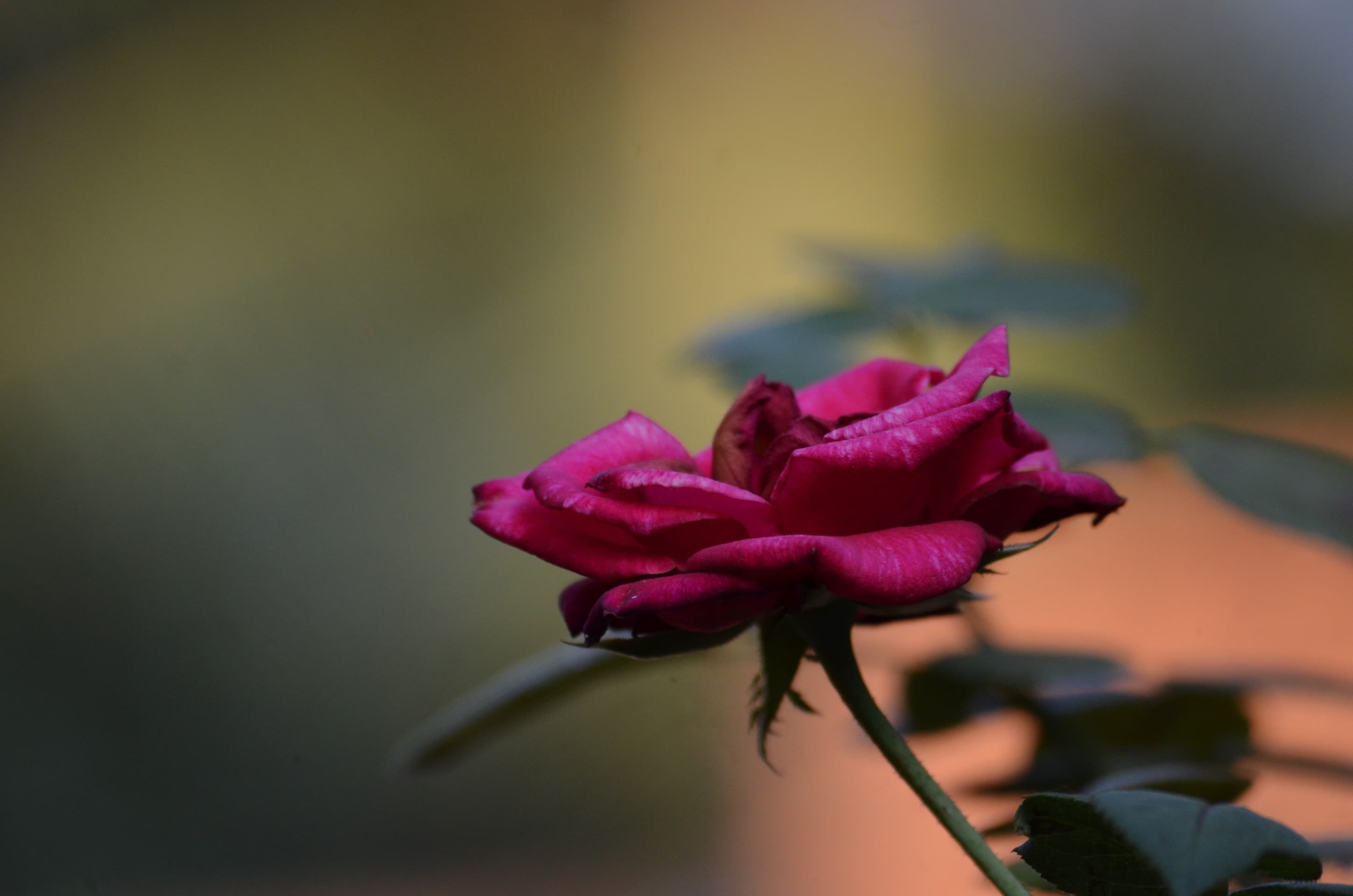 Rose