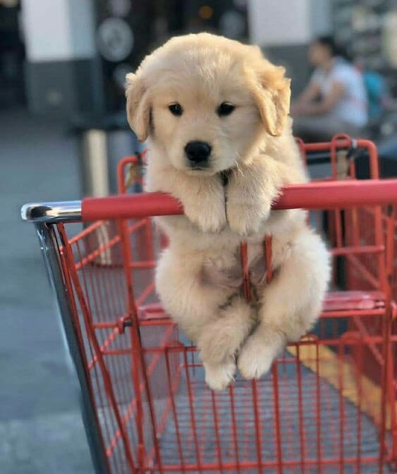 cute. little. puppie