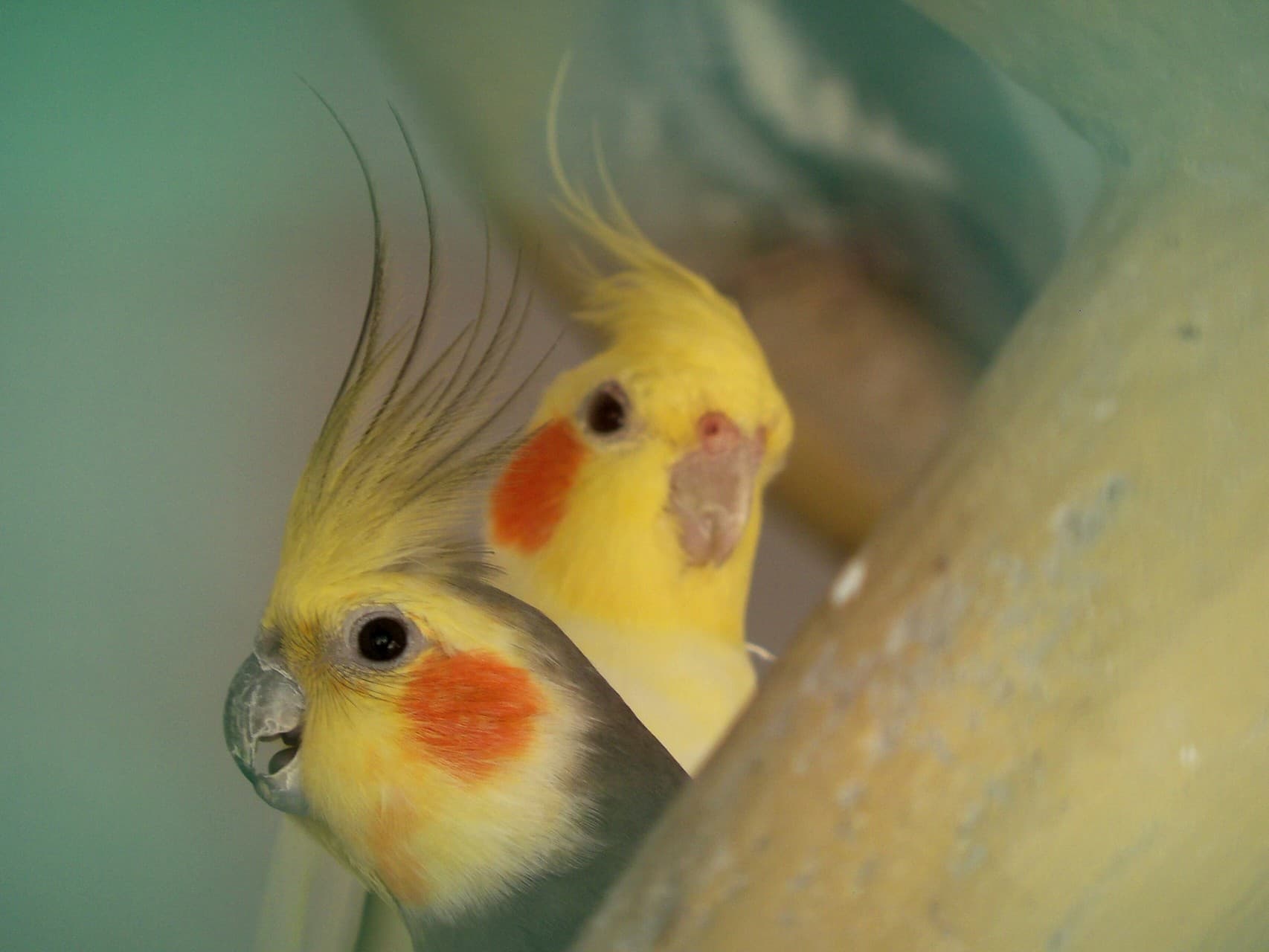 parakeet