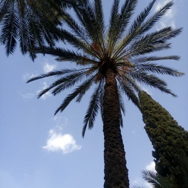 tree