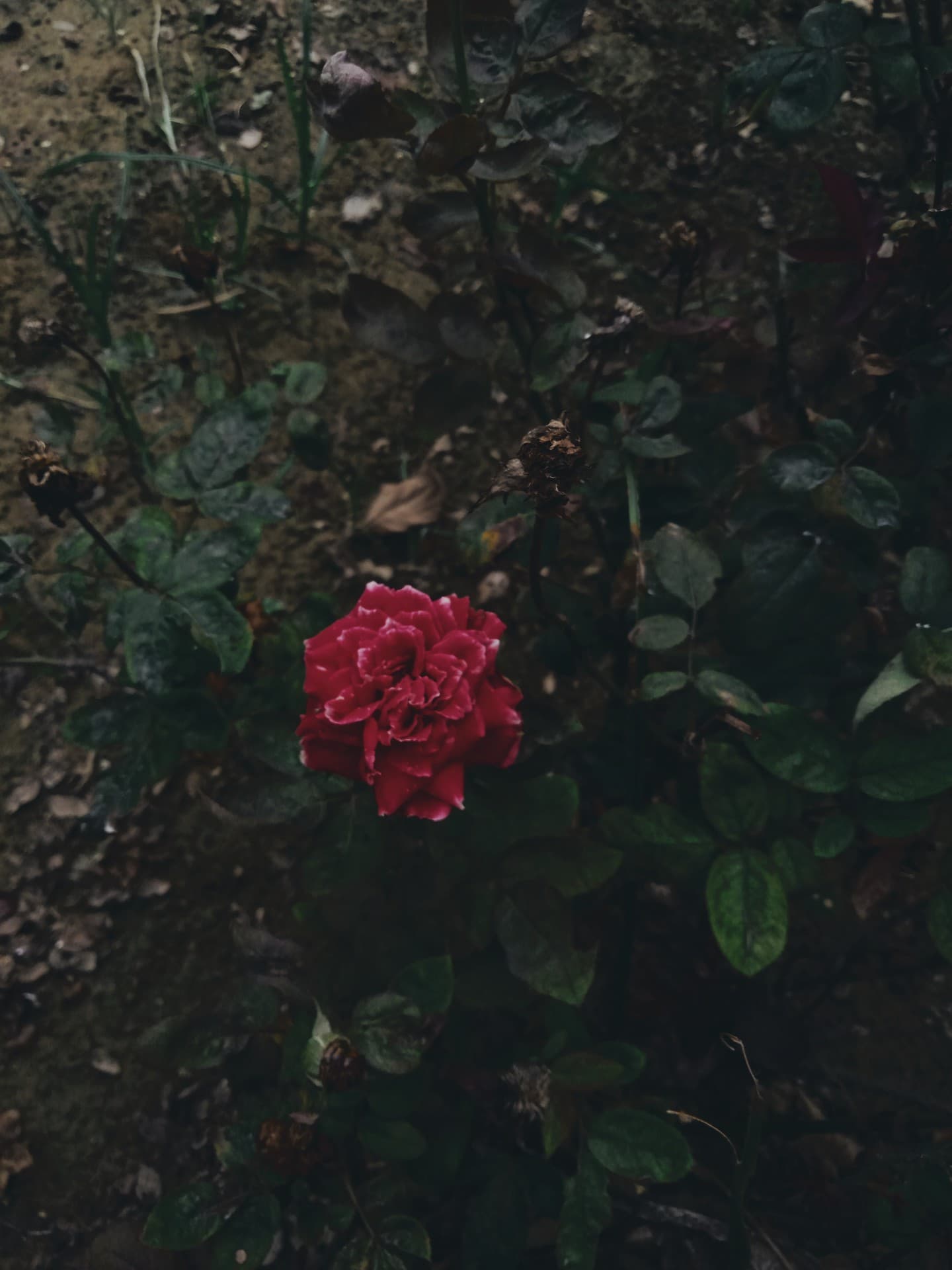 rose