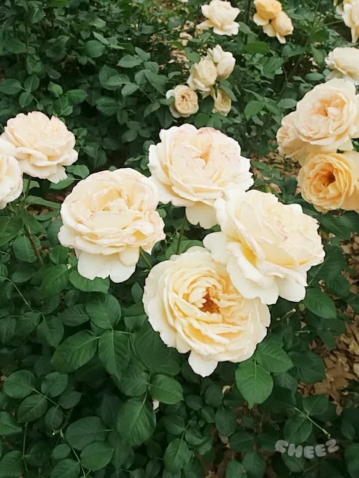 bigwhiteroses