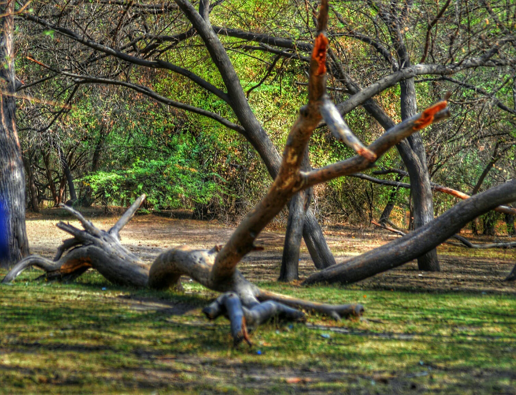 FOREST