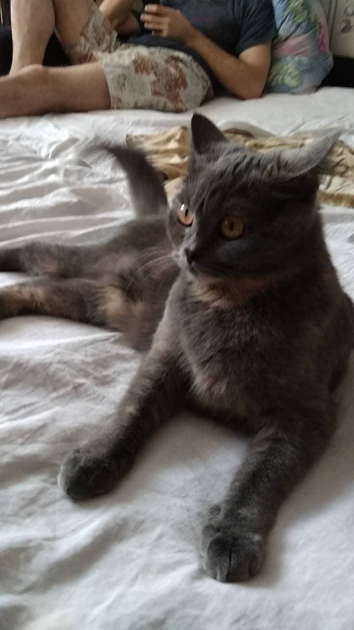 Кот