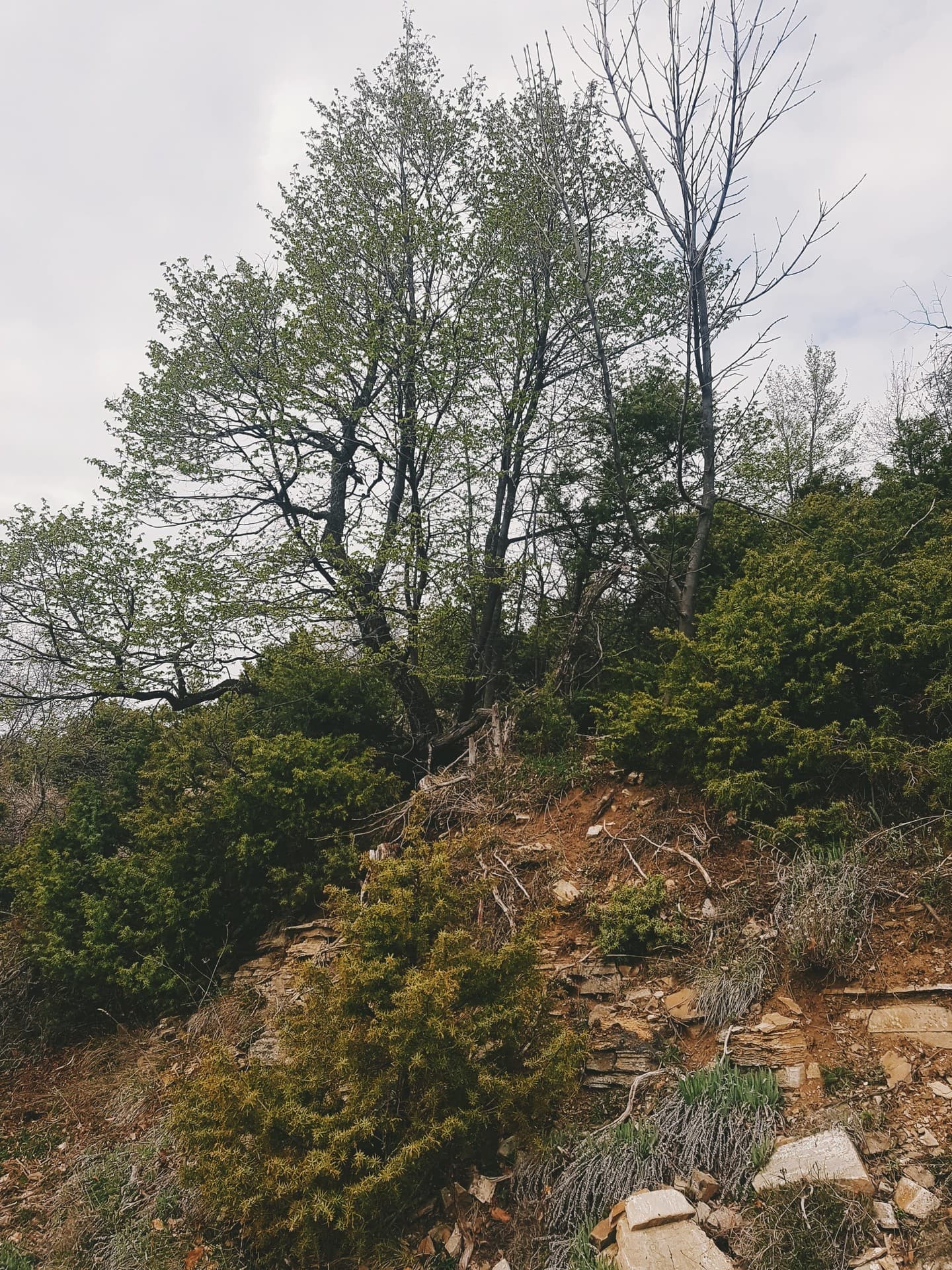 tree_nature