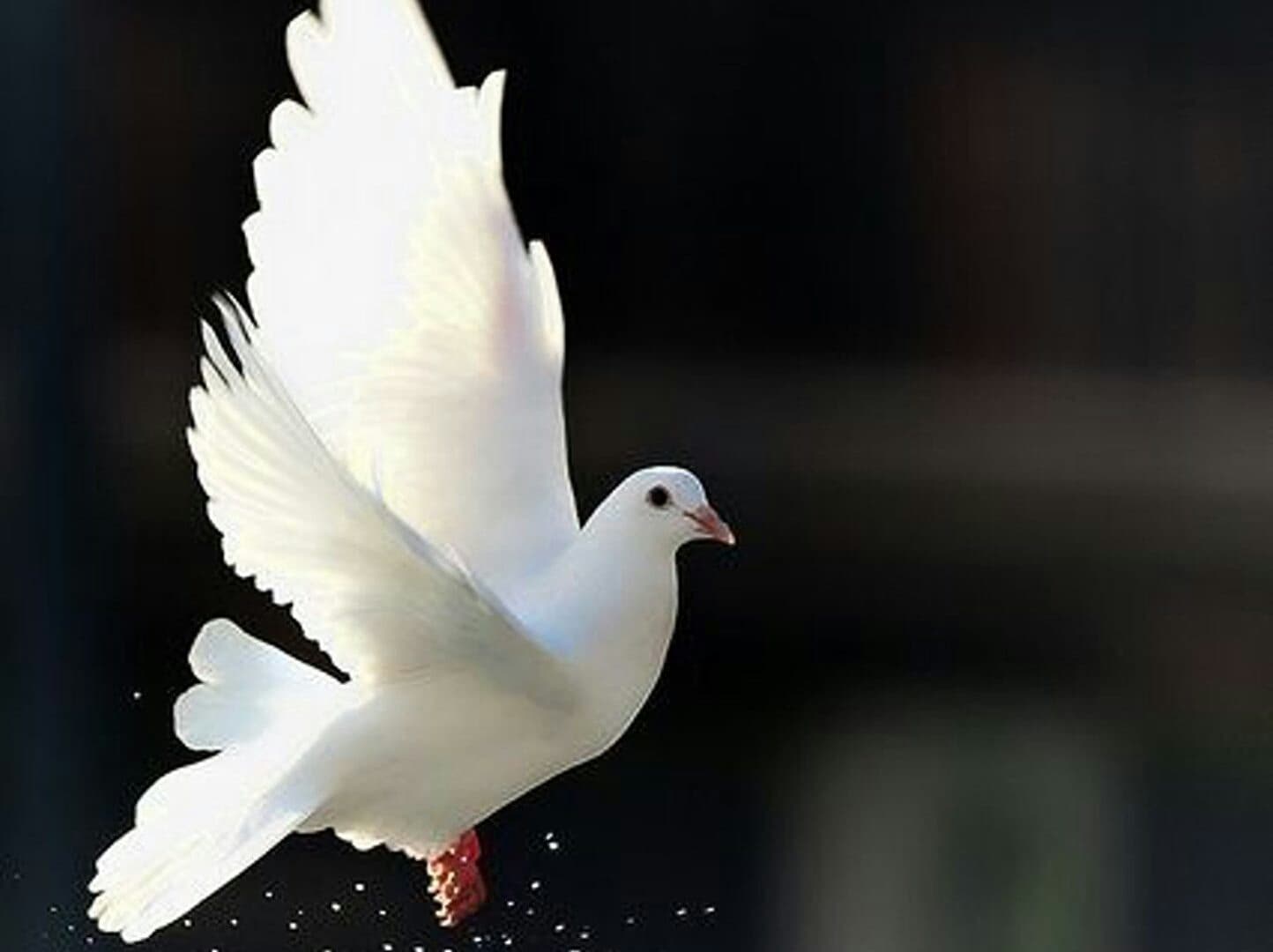 pigeon world