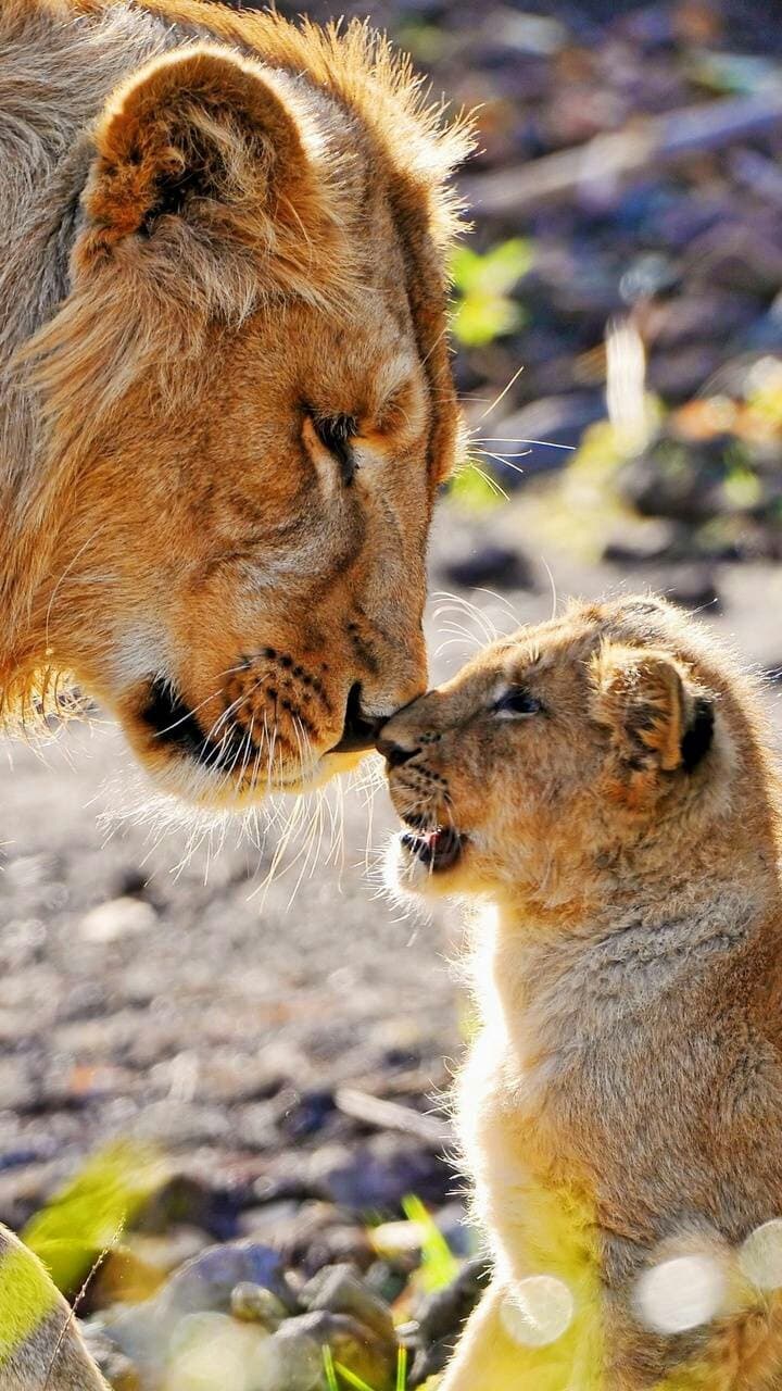 Amor de mãe