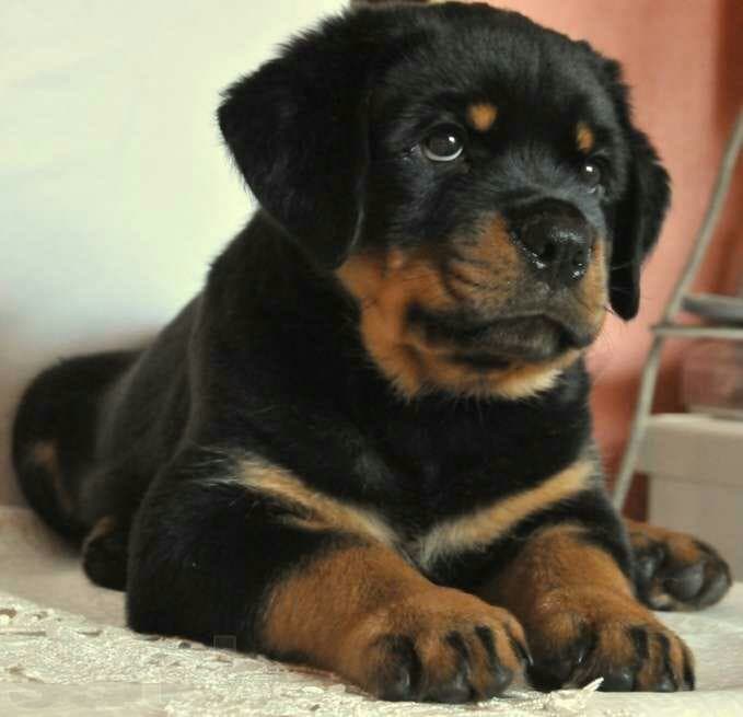 puppy