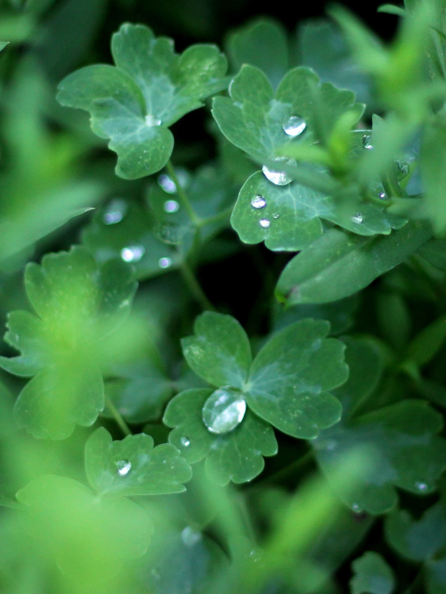 After the rain