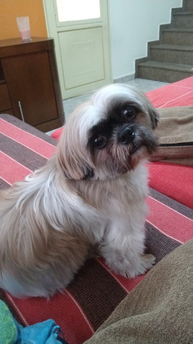 Dog