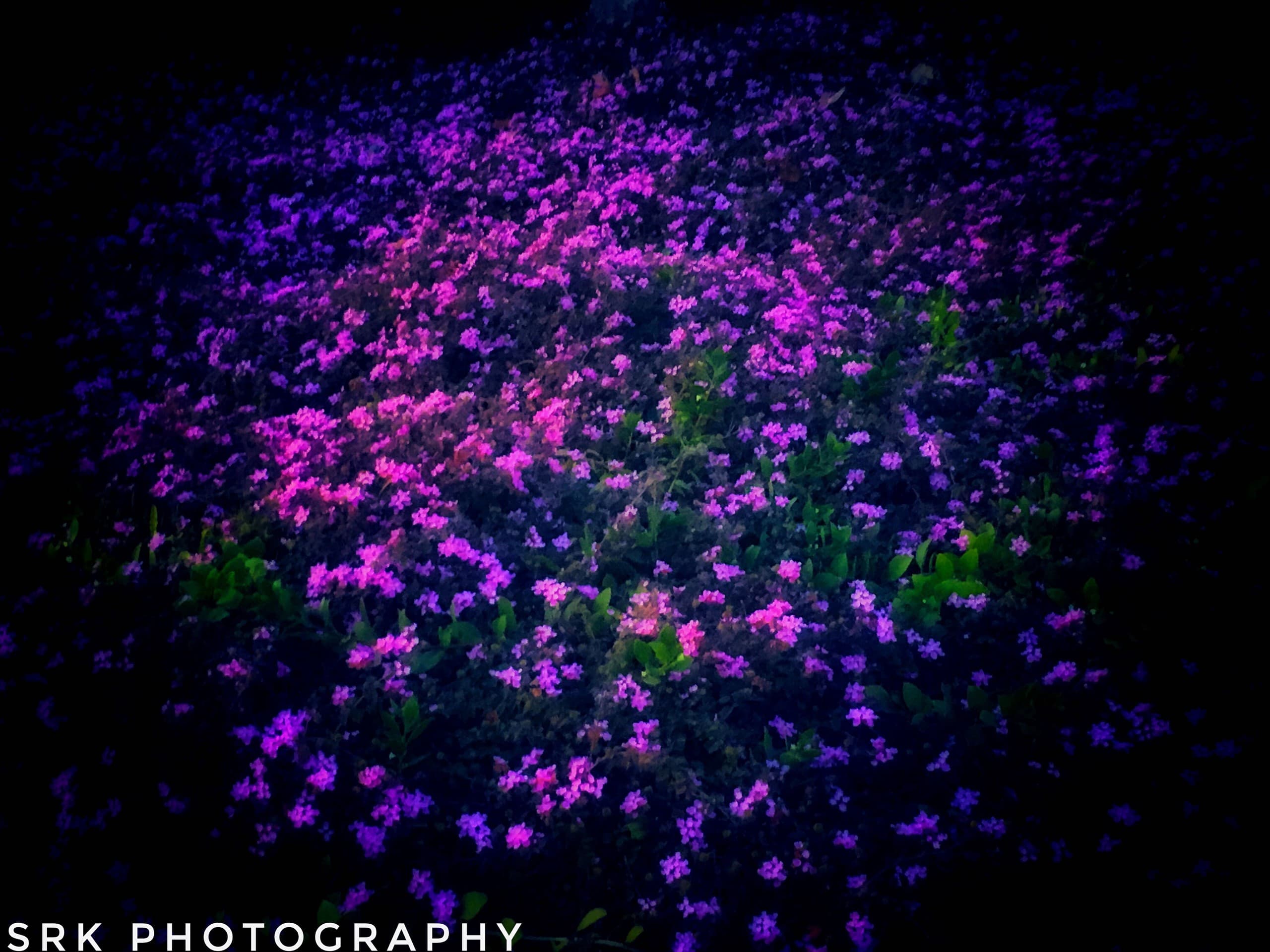 violet