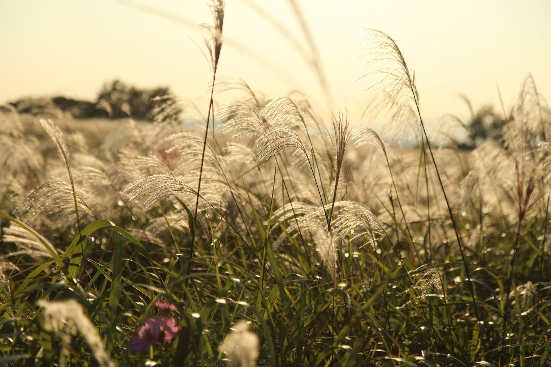sunny day