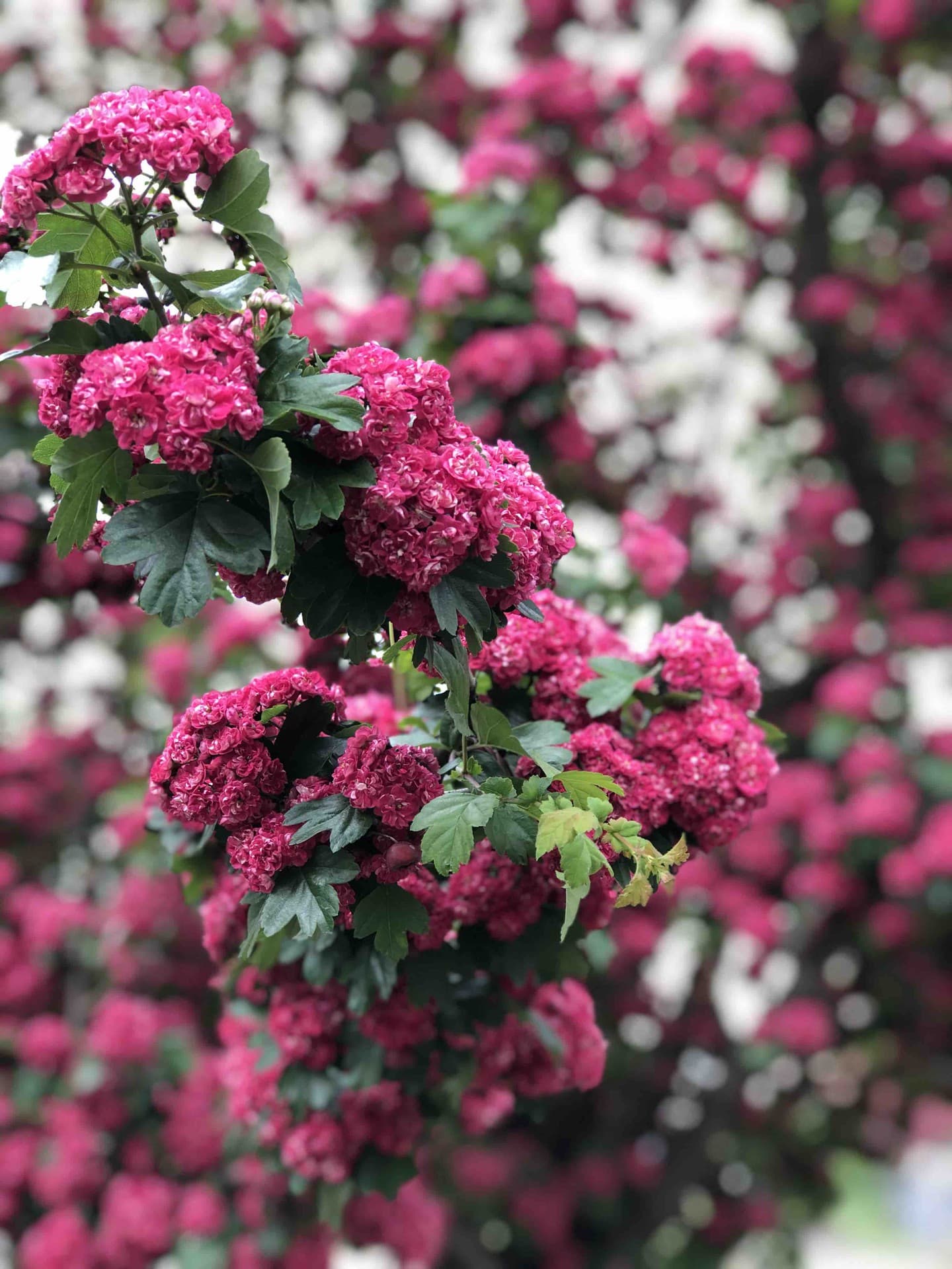 spring