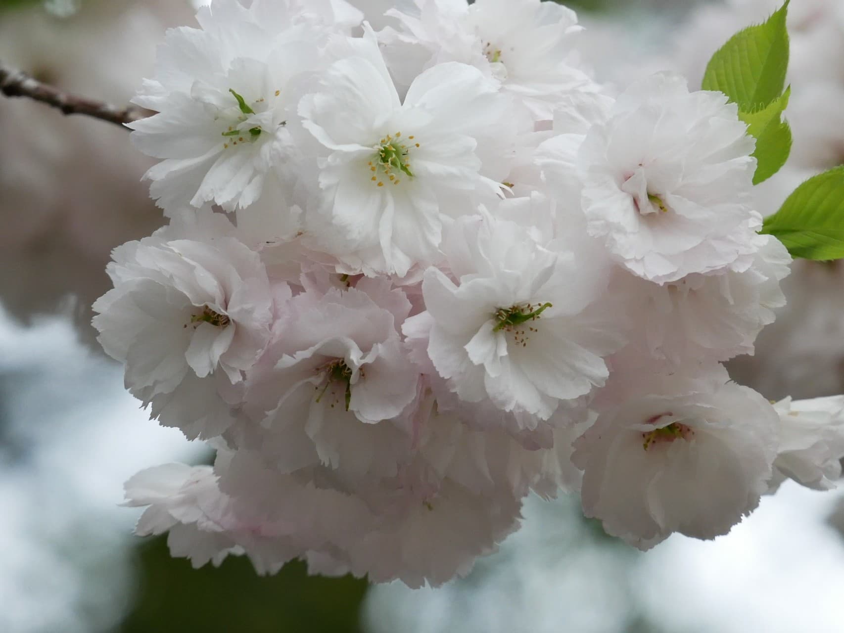 double cherry blossoms