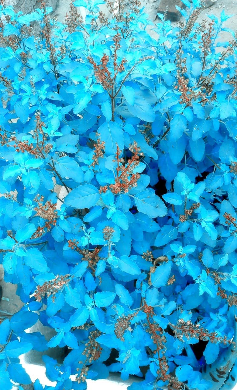 flower