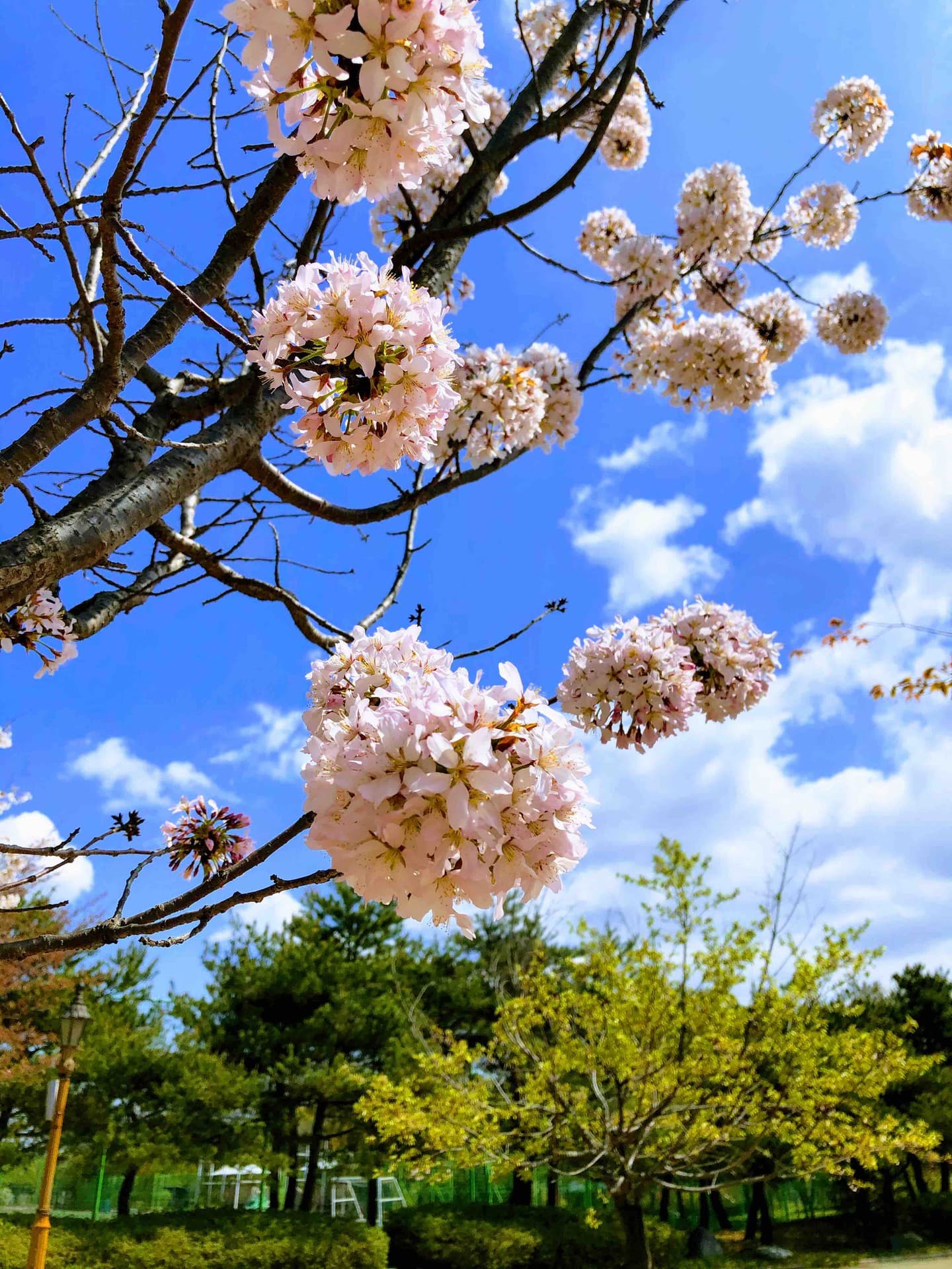 Cherryblossoms