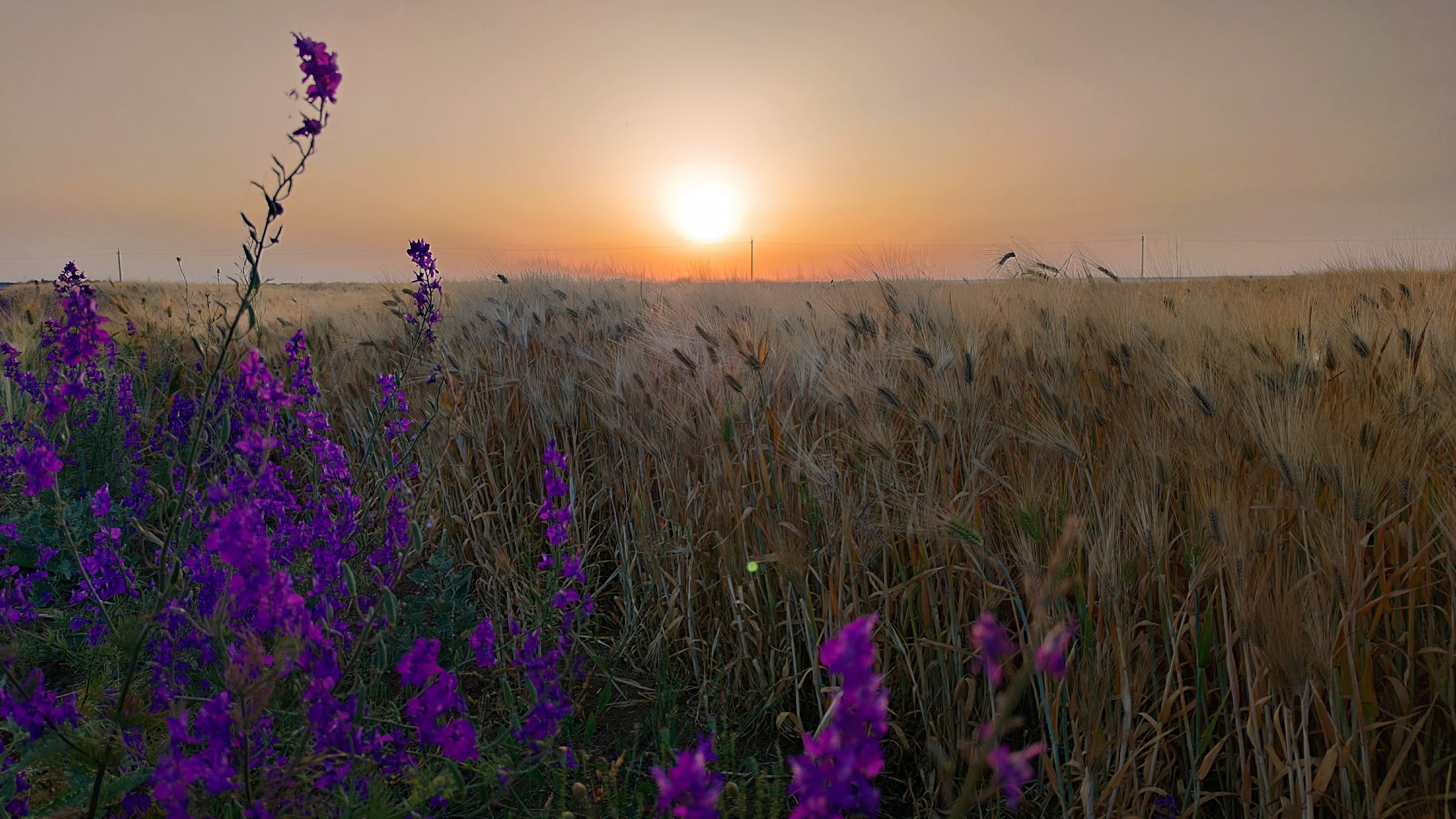 Field