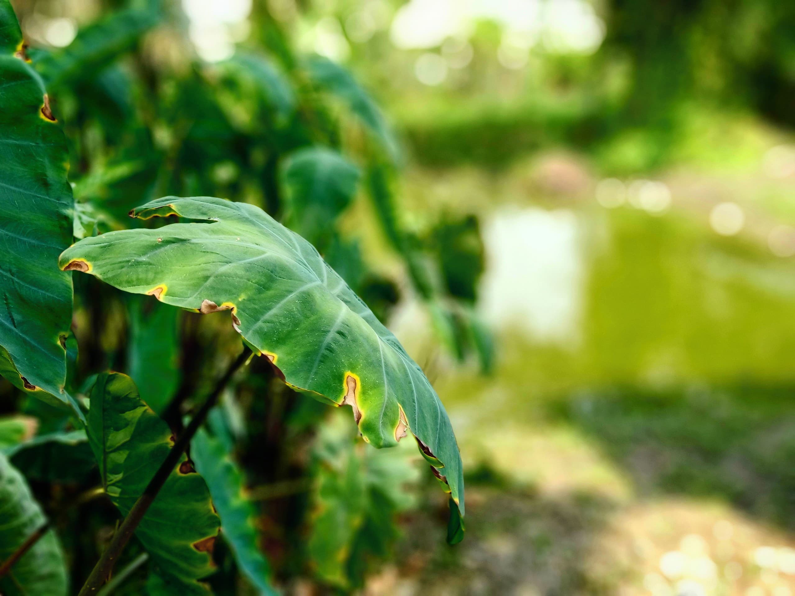 wild plants