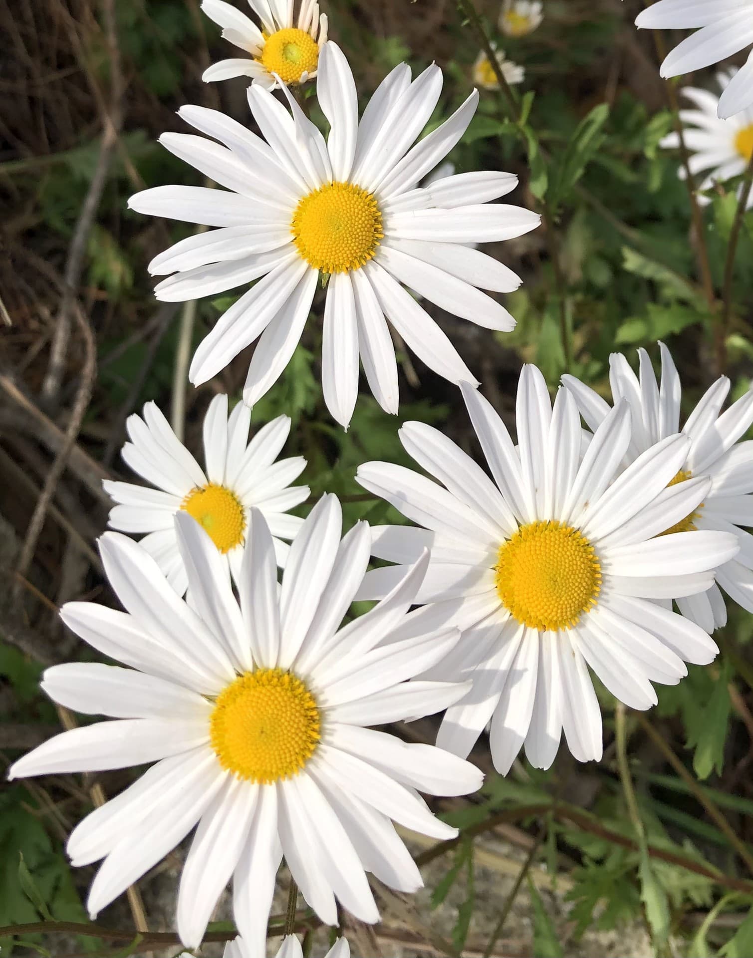 flowers