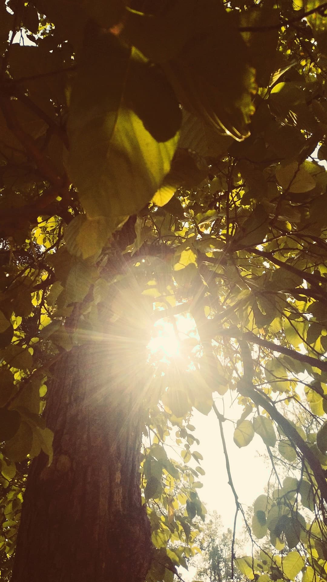 forest tree