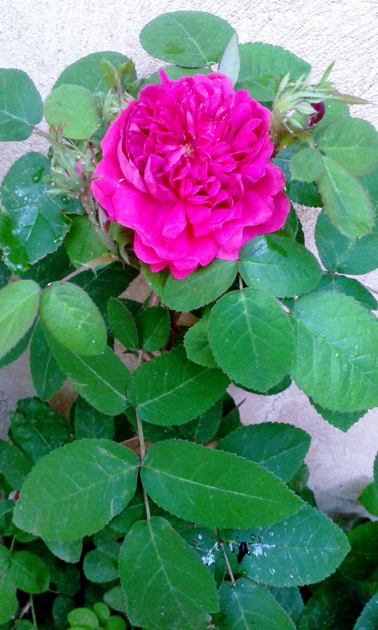 flower