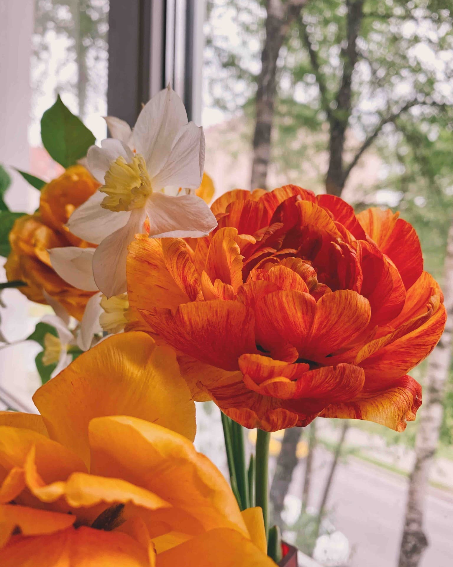 Tulip
