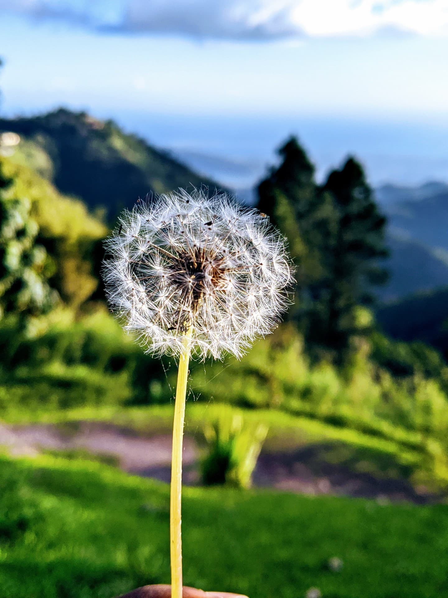 dandelion