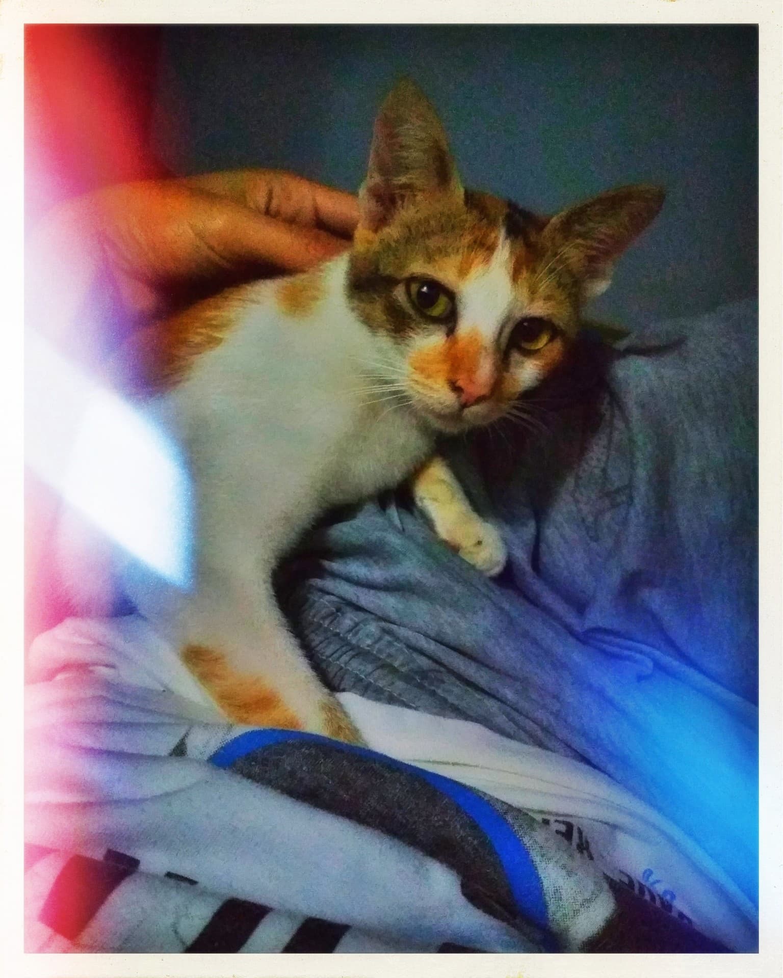 cat