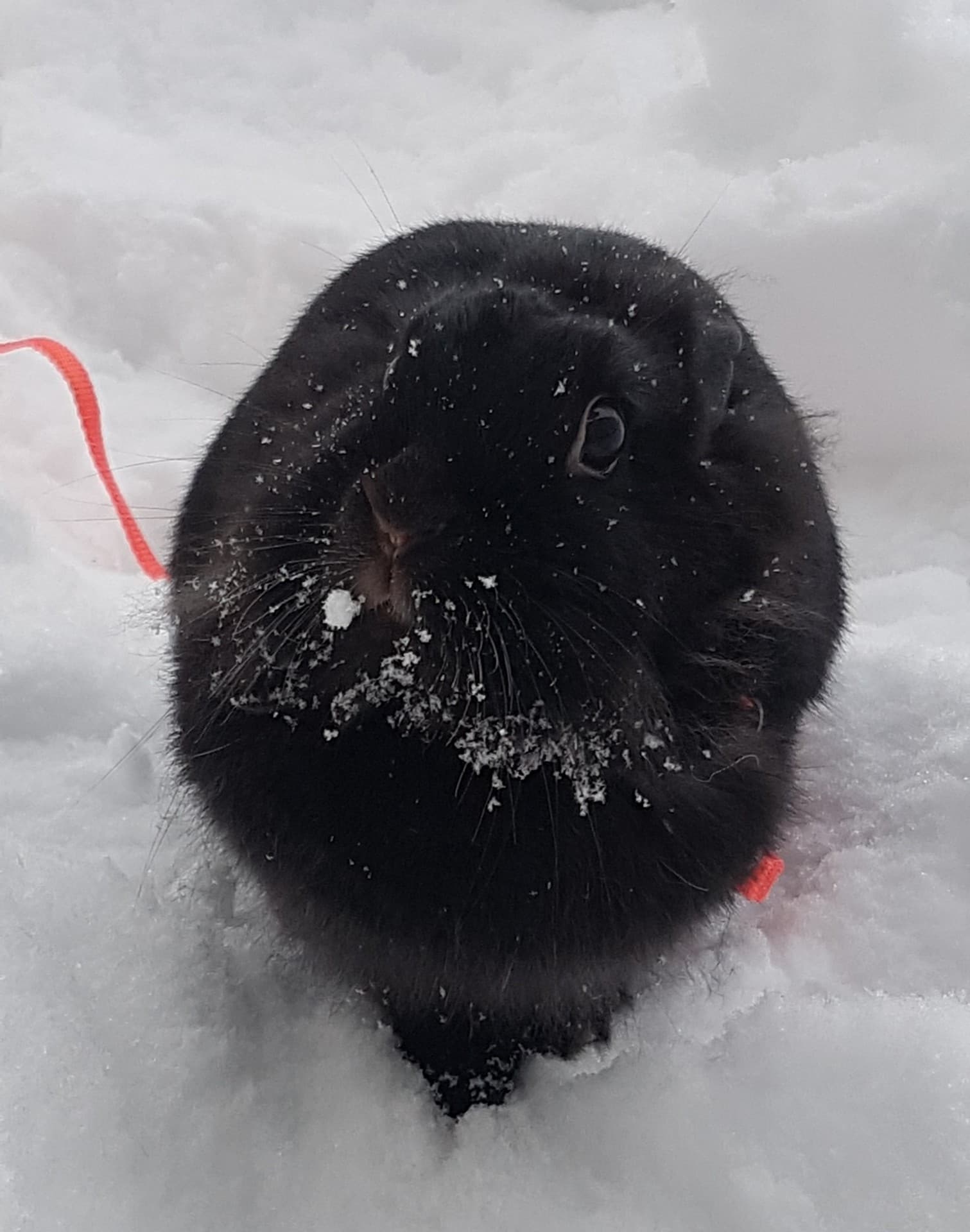 милое