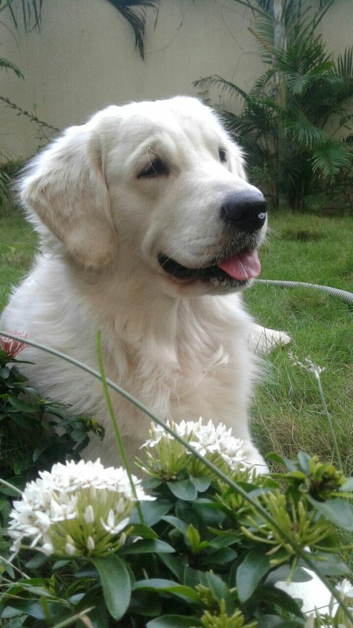 white dog