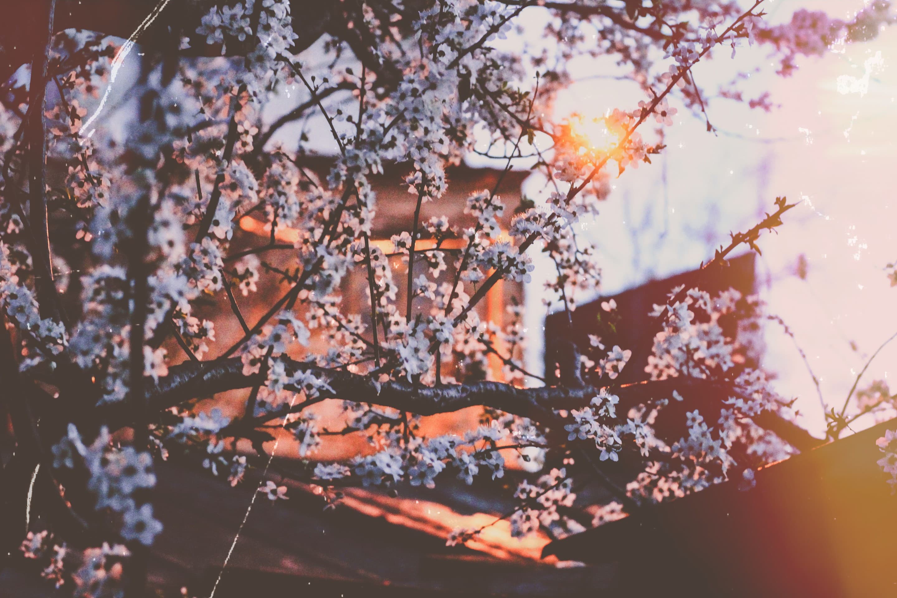 spring has come
