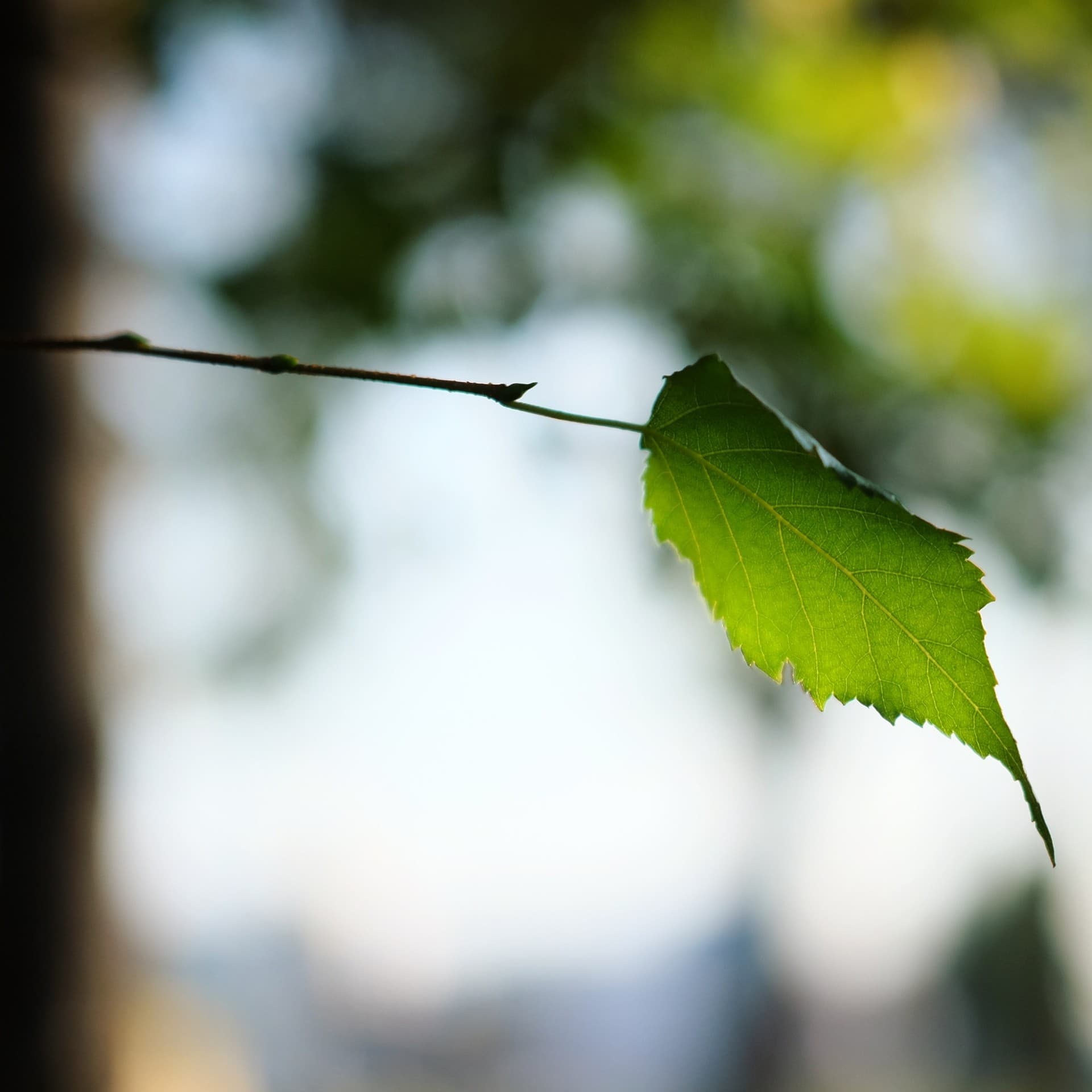 tree leave