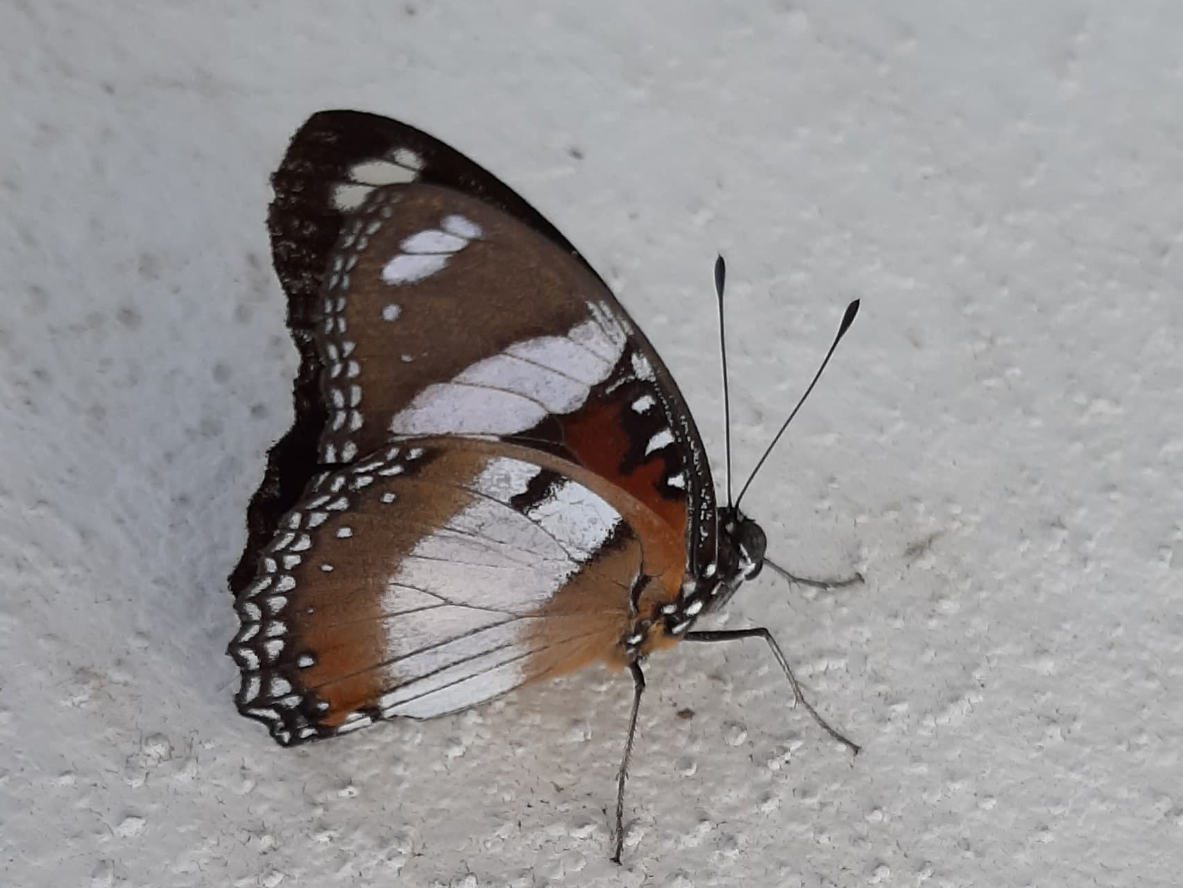 સુંદર સંદેશ વાહક