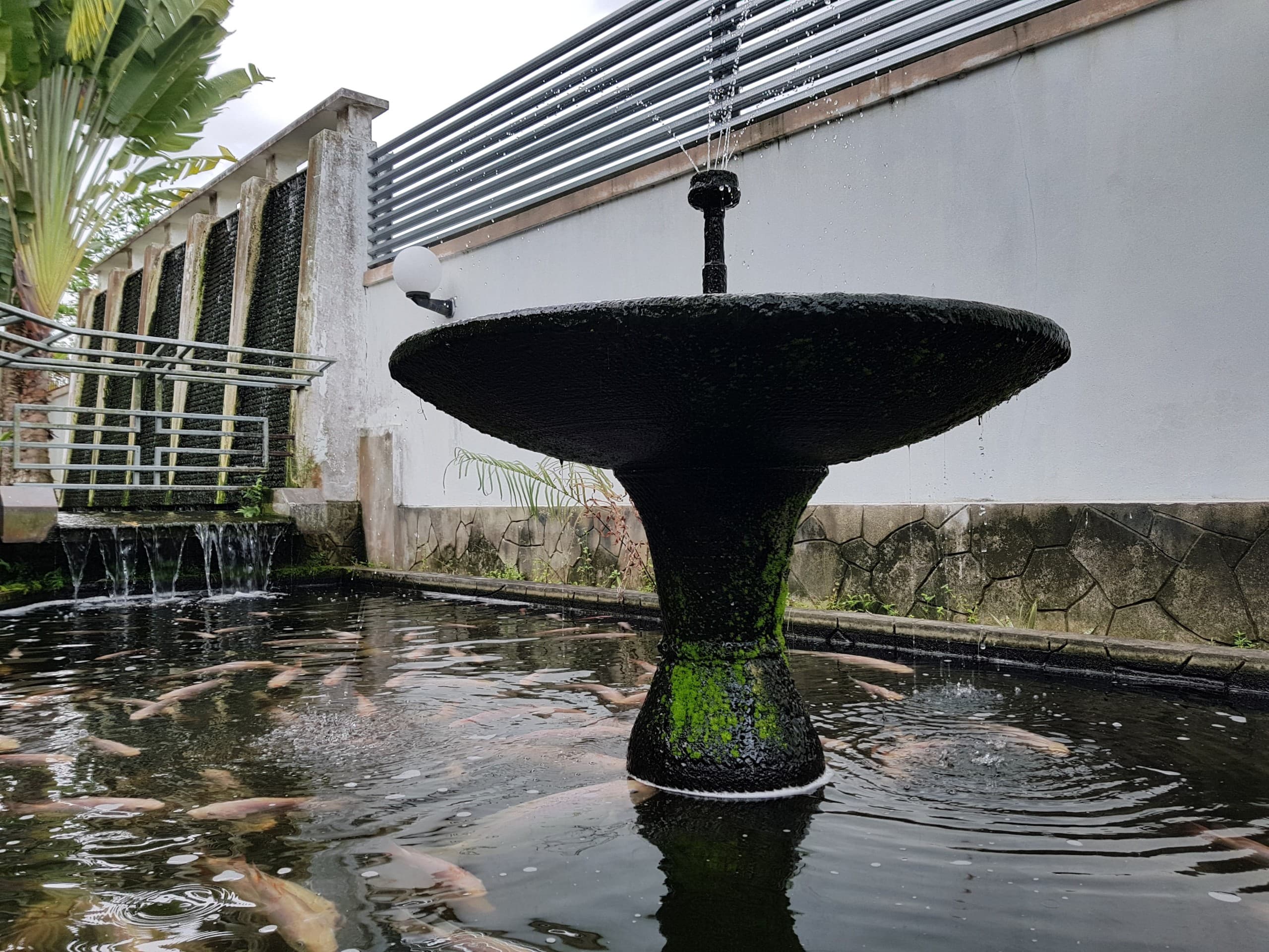 Fishpond
