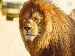 Gujarat lion