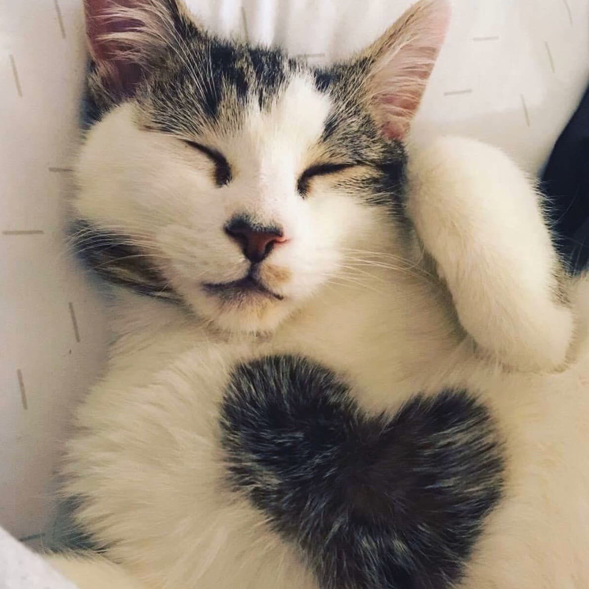кот с ❤️