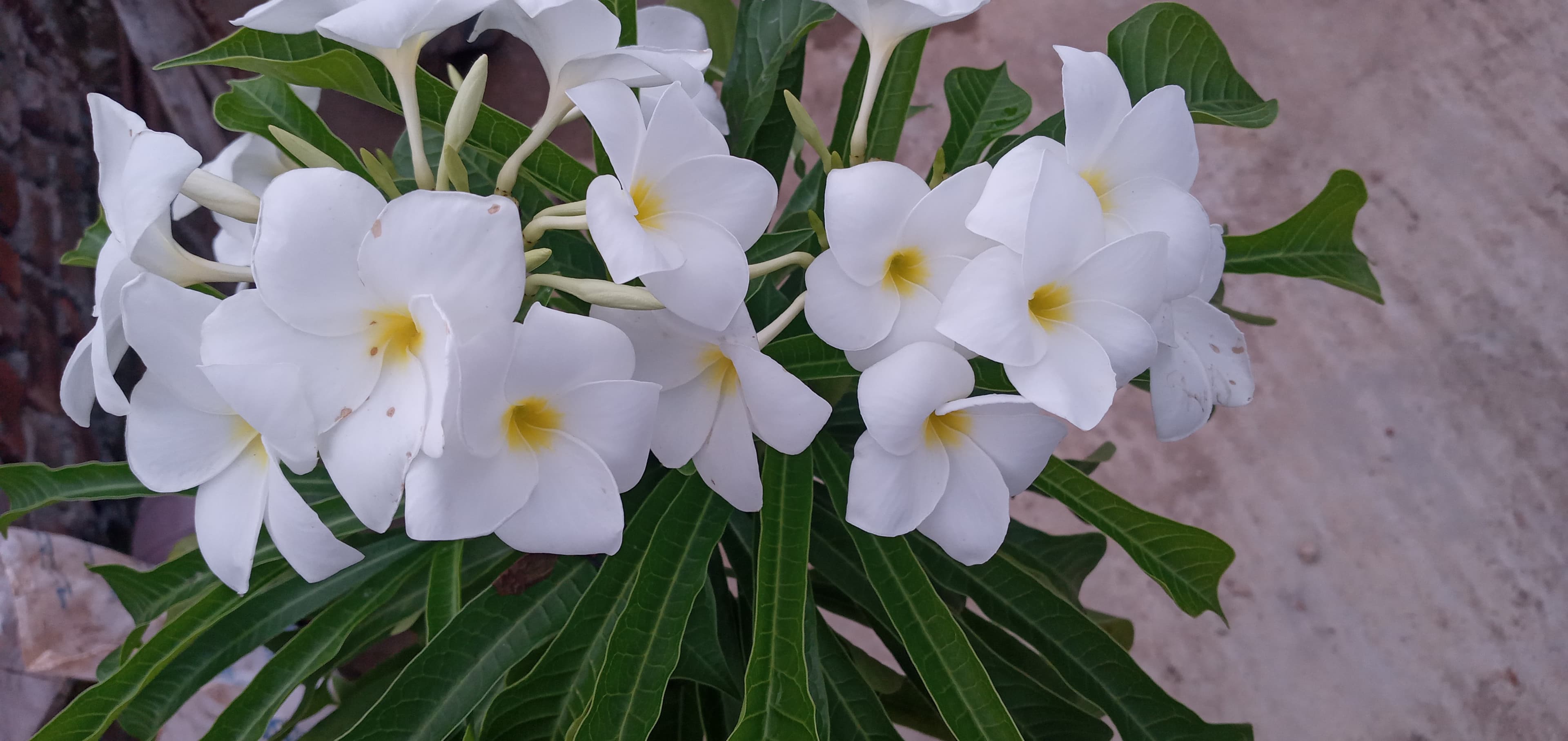 flower