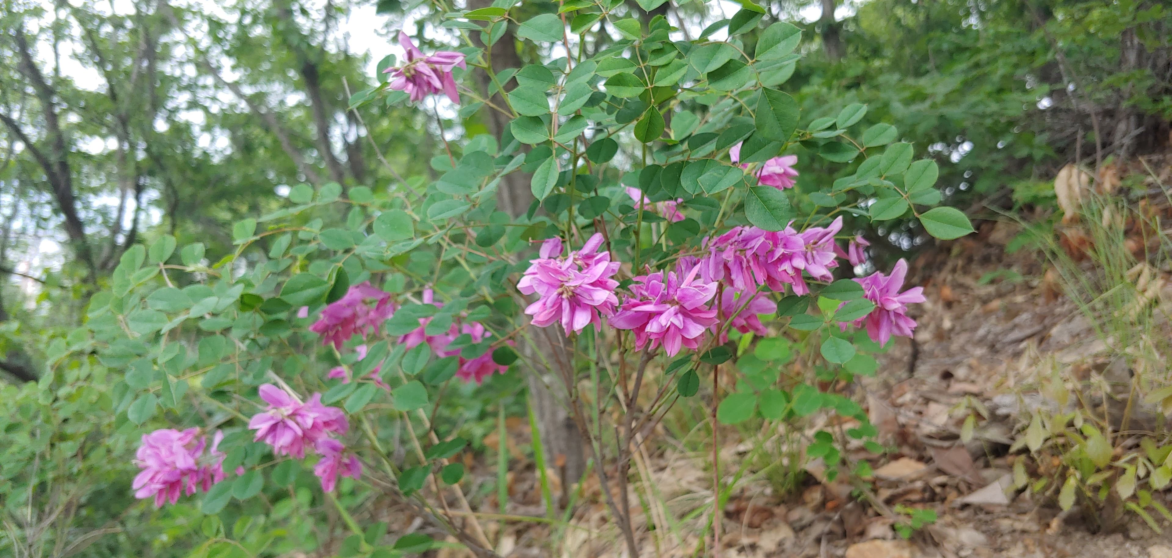 pink wild flowers^^