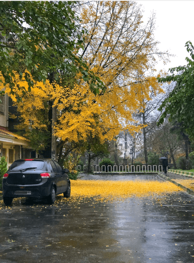 Rasht