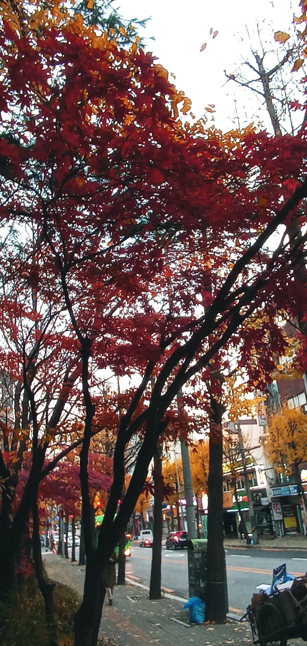 가을날 오후 단풍든 거리