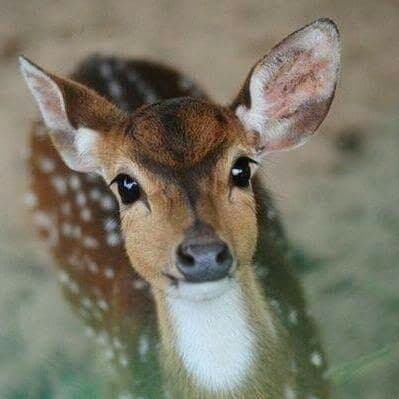 bambi